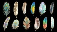 Watercolor feather collection with peacock, boho, and colorful bird feathers, isolated on transparent background, ready for stickers, sublimation, and t-shirt design.