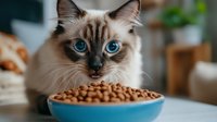 Ragdoll cat with striking blue eyes looking at bowl of dry food on kitchen counter, close-up portrait showing facial features and whiskers against blurred background.