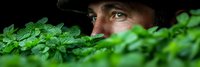 Mysterious man hiding behind lush green foliage in dark atmospheric setting. Surveillance, espionage, nature camouflage concept for thriller designs.