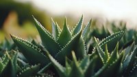 Sharp-edged green aloe vera plant leaves with distinctive white thorns along edges shown in close-up macro photography against soft blurred natural background.
