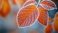 Orange autumn leaves covered in delicate morning frost crystals against blurred natural background, creating seasonal mood with soft bokeh effect.