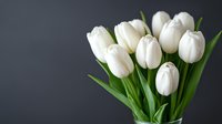Fresh white tulips bouquet with green stems against dark background, elegant floral arrangement showcasing spring blooms in minimalist style.