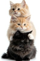 Adorable stack of three fluffy kittens - cream colored Persian cats and black Persian cat isolated on white background, looking at camera with bright eyes.