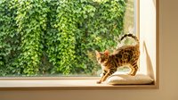 Orange tabby cat stretching on sunny windowsill with green ivy wall outside, natural light streaming through glass creating warm indoor atmosphere.