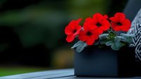 Vibrant red petunias blooming in modern black planter against dark background, creating dramatic contrast with soft bokeh garden setting. Decorative floral display.
