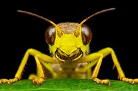 Extreme close up macro photography of bright yellow grasshopper face with large brown compound eyes and antennae on green leaf against black background.