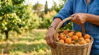 Farmer holding wicker basket filled with fresh ripe oranges in orchard garden. Male agricultural worker harvesting citrus fruits outdoors.