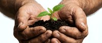 Weathered hands cupping dark fertile soil with a young green seedling, symbolizing growth, sustainability, and environmental care.