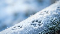 Animal paw prints in fresh white snow with soft blue winter background creating peaceful cold weather scene for seasonal content.