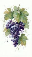 Watercolor grape cluster with green leaves and purple berries on white background for wine labels, kitchen decor and botanical illustrations.