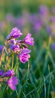 Purple wildflowers blooming in natural meadow with soft bokeh background creating dreamy spring garden atmosphere for nature photography projects.