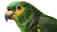 Vibrant green parrot with yellow face markings and curved beak against white background, isolated for design projects and wildlife publications.