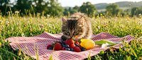 Young tabby kitten sitting on checkered picnic blanket outdoors surrounded by fresh fruits and vegetables in sunny meadow with green grass and trees in background.