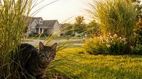 Tabby cat crouching in lush garden grass at golden hour, suburban house and ornamental plants in warm sunlit background.