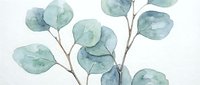 Watercolor eucalyptus branches with soft green and blue leaves on white background. Botanical illustration for wedding invitations, greeting cards and decor.