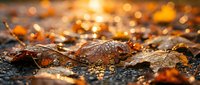 Autumn leaves covered in morning dew drops on asphalt road with warm golden sunlight creating beautiful bokeh background for seasonal designs.