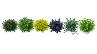 Fresh microgreens variety row isolated on white background including purple cabbage, pea shoots, radish sprouts for healthy cooking and garnish.