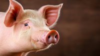 Pink pig portrait with curious expression and large ears against dark brown background, close-up view showing detailed facial features and snout.