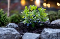 Fresh blueberry plant with ripe berries growing in rich dark soil surrounded by decorative stones in garden setting with warm bokeh lights.