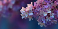 Delicate cherry blossom branches with soft pink and white flowers against dreamy purple and blue bokeh background for spring designs and nature themes.