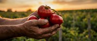 Elderly farmer's weathered hands gently holding fresh ripe red tomatoes at sunset in agricultural field, showcasing organic harvest and sustainable farming practices.