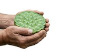 Mature adult hands holding fresh green cactus pear fruit with bumpy skin texture on white background, suitable for food, agriculture, and wellness content.