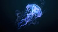 Luminous blue jellyfish floating gracefully in dark ocean depths with flowing tentacles and ethereal glow creating mystical underwater atmosphere.