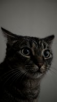 Close-up portrait of a tabby cat with wide green eyes gazing upward against a dark moody background, capturing feline curiosity.