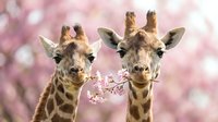 Two giraffes eating pink cherry blossoms against a soft floral background, wildlife animals in nature setting for spring themes.