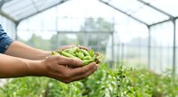 Farmer holding fresh green peppers in hands inside greenhouse with plants growing in background, suitable for agriculture and organic farming concepts.