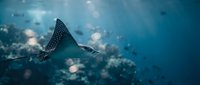 Spotted eagle ray gliding gracefully through deep blue ocean waters with sunlight filtering from above creating magical underwater atmosphere.