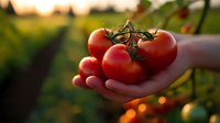 Fresh ripe red tomatoes on vine held in farmer's hand against blurred garden background at golden sunset hour, organic produce harvesting concept.