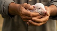 Farmer with dark skin tone holding young white piglet in hands, demonstrating animal husbandry and livestock care practices for agricultural and farming industry use.