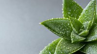 Fresh green aloe vera plant with water droplets on succulent leaves against neutral background for natural skincare and wellness concepts.