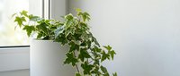 Potted climbing ivy plant with lush green foliage in white ceramic container on windowsill, suitable for home decor and interior design projects.