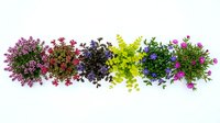 Colorful herb collection with fresh basil, thyme, oregano and rosemary arranged in row on white background for culinary cooking and natural medicine.