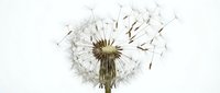 Mature dandelion seedhead with dispersing seeds on white background, isolated for design and botanical illustration use.