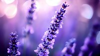Purple lavender flowers blooming in soft focus with dreamy bokeh background for aromatherapy spa wellness relaxation natural organic skincare products.