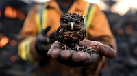 Rescued oil-covered owl being held in firefighter's gloved hands after environmental disaster, dramatic close-up showing impact of oil spill on wildlife.