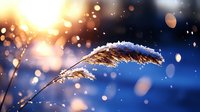 Frosted wild grass plume backlit by winter sunrise with bokeh lights and snow particles in cold morning atmosphere. Natural seasonal background.