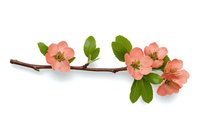 Delicate pink quince flowers blooming on brown branch with fresh green leaves, isolated on white background for spring season designs and floral arrangements.