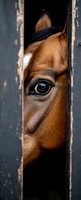 Bay horse peeking through wooden fence gap, showing alert expression and dark mane. Suitable for equestrian, farm, and animal behavior content.