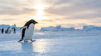 Penguin chick waddling across frozen Antarctic ice shelf at sunrise, with icebergs and colony in background, wildlife and nature photography.
