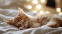 Adorable orange tabby kitten sleeping peacefully on white bedding with warm bokeh lights creating cozy atmosphere for pet care and comfort themes.