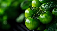 Fresh green unripe tomatoes growing on vine with dark leaves in garden. Natural organic produce with water drops in dramatic lighting.