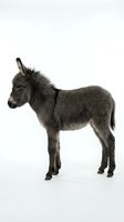 Young gray donkey foal standing in profile on white background, isolated farm animal ready for design projects and educational materials.