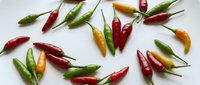 Colorful hot chili peppers scattered on white background. Fresh spicy vegetables in red, green and yellow colors for cooking and seasoning culinary ingredients.