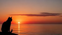 Cat silhouette sitting by calm water during golden sunset with orange sky reflection. Peaceful evening scene for relaxation and meditation themes.