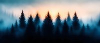 Panoramic silhouettes of pine trees in misty forest at sunrise, dramatic foggy landscape in blue and orange tones creates mysterious atmospheric scene.