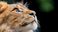 Close-up profile portrait of ginger cat with blue eyes looking up against dark background, showing detailed whiskers and facial features. Artistic pet photography.